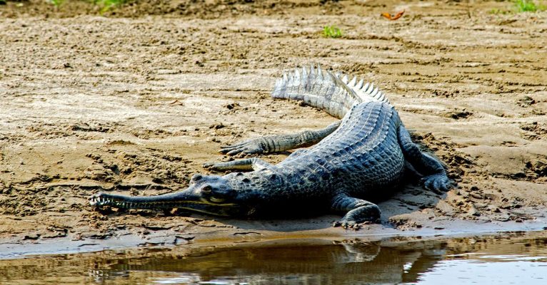 Alligator-chitwan