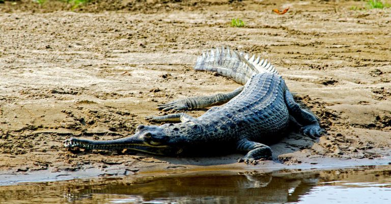 Alligator-chitwan