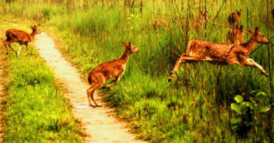 Bardiya-jungle-safari