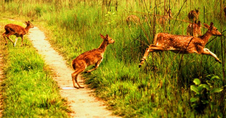 Bardiya Jungle Safari