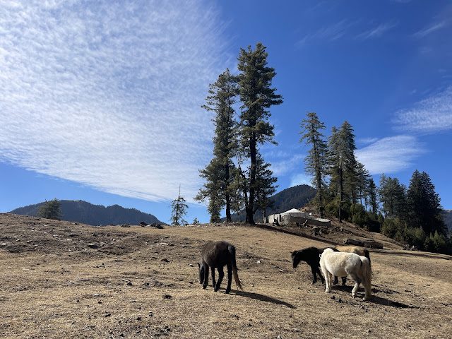 Horse grazing in Chere Chaur