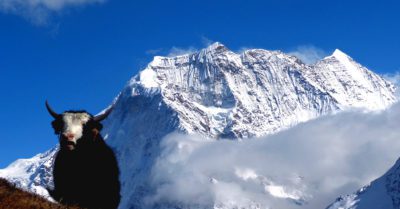 Manaslu-Yak