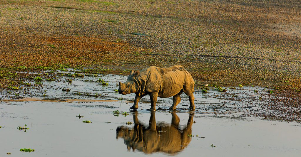 Chitwan National Park Safari