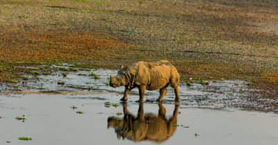Gaida-Rhino_Chitwan National Park Safari