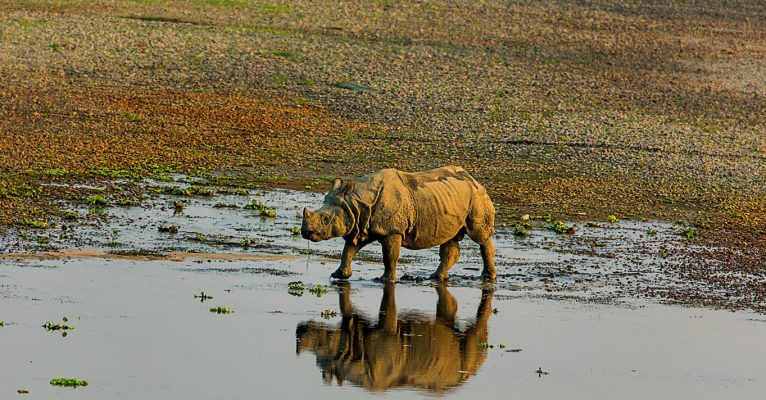 Gaida-Rhino_Chitwan National Park Safari