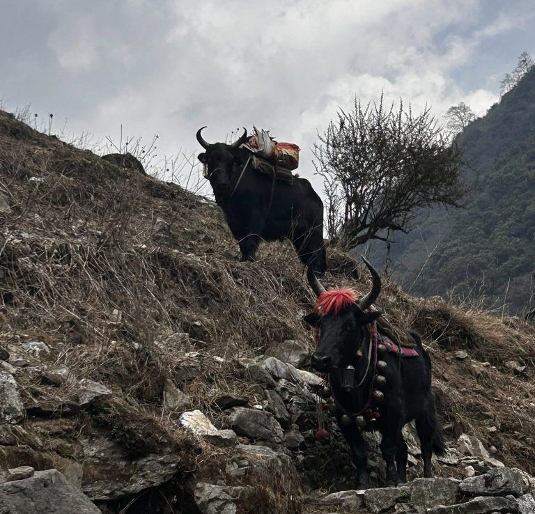 Yaks in Gyabla village