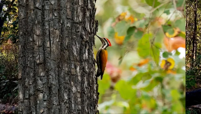 Birdwatching and Fly to Kathmandu
