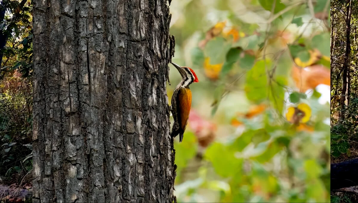 Birdwatching and Fly to Kathmandu