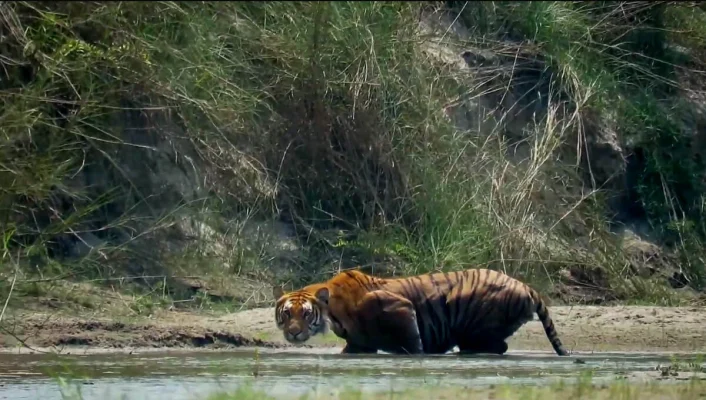 Jungle Walk and Karnali River