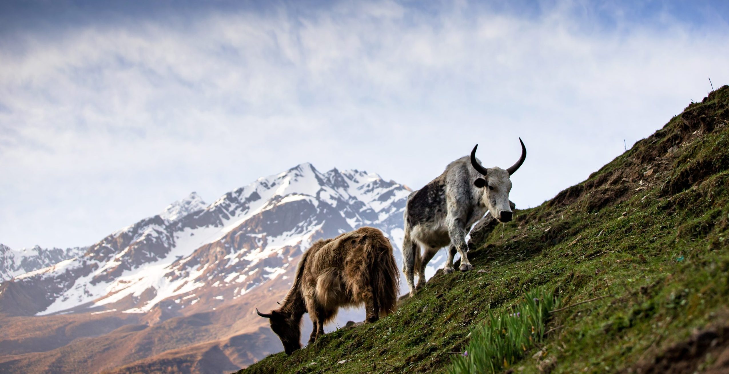 Himalaya yak grazing in high altitude