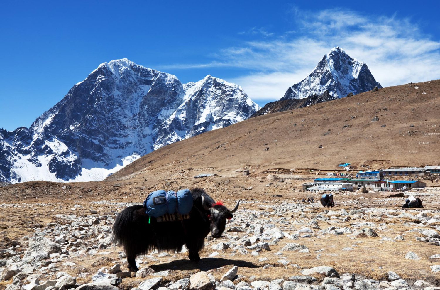 Yak-and-mountains-in-the-back