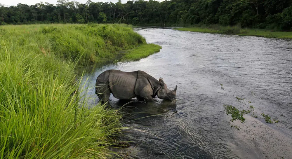 One-horned rhino seen on a jungle safari in Chitwan National Park