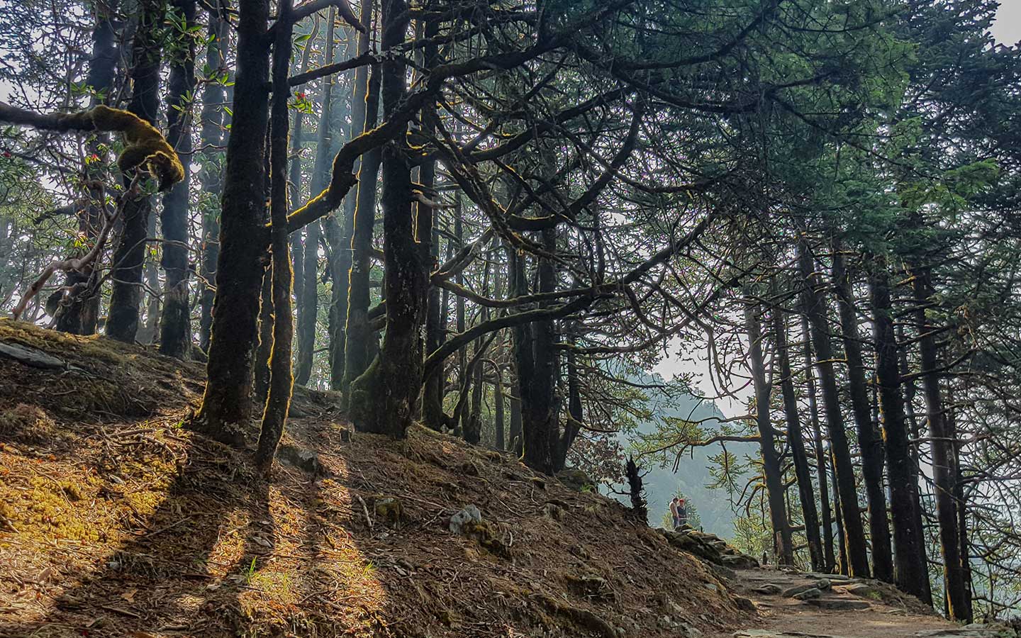 Forest trail along the Langtang Khola on the Langtang Valley trek