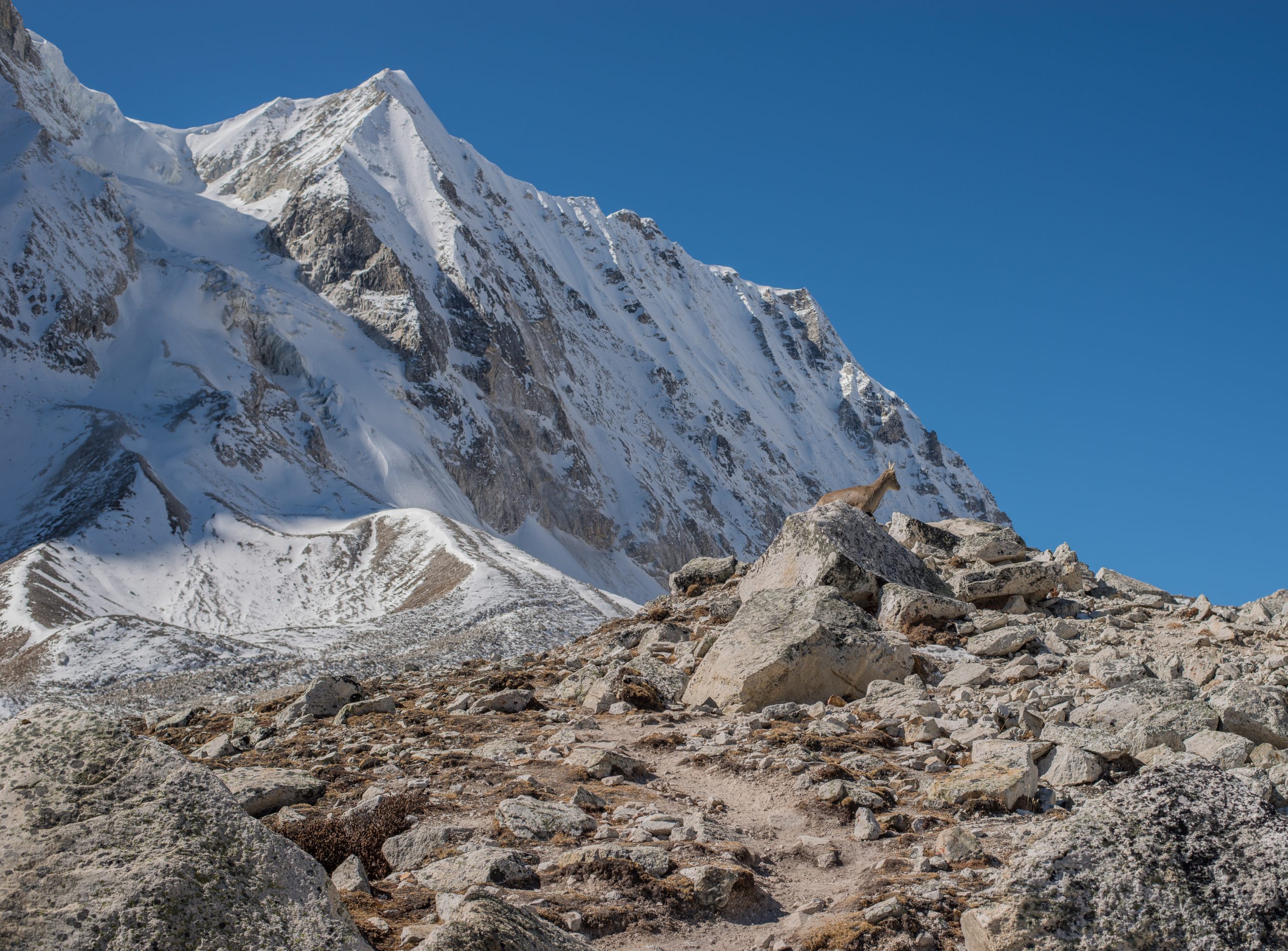 Trekkers on the climb to Larkya La on the Manaslu Circuit