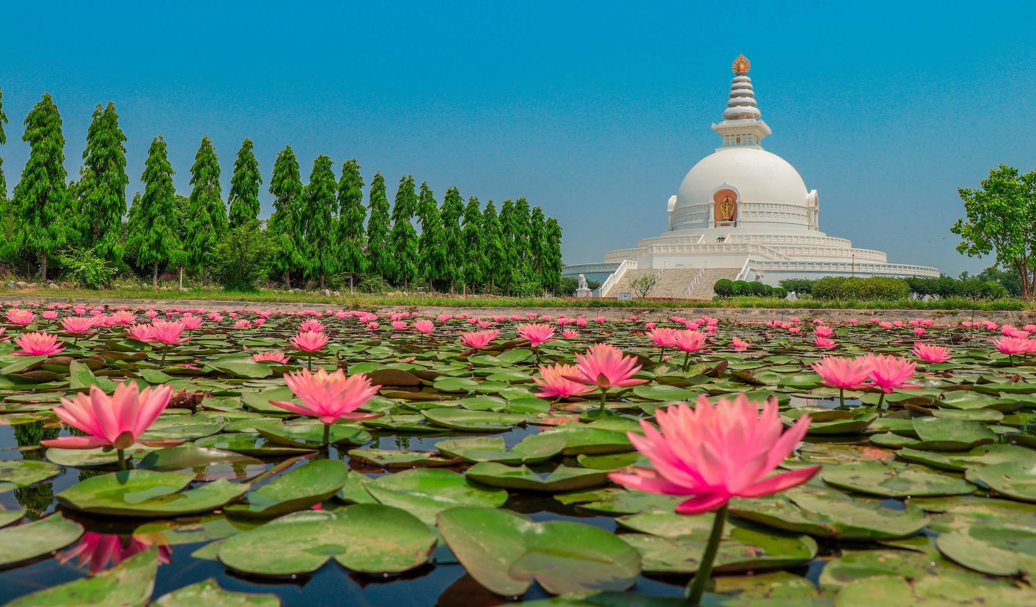 Lotus flower at Lumbini, Nepal