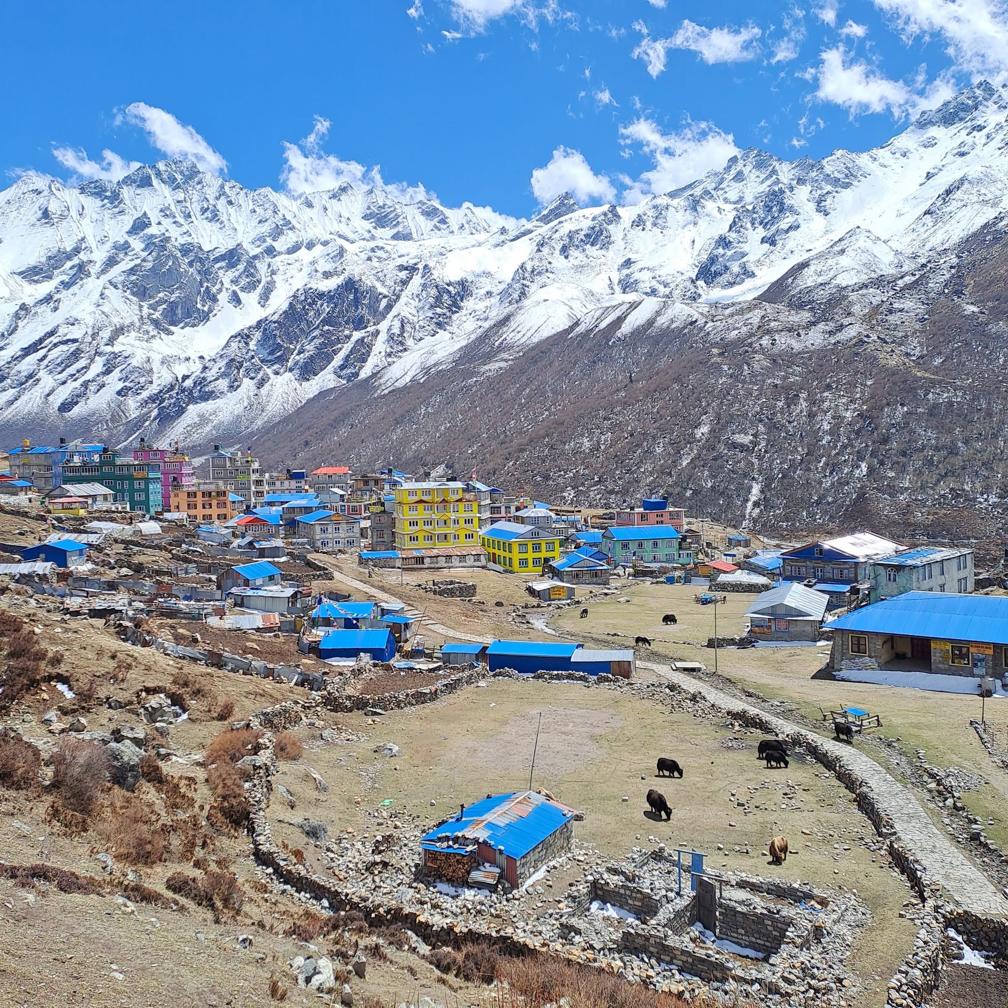 Kyanjin Gompa at 3,870m in the upper Langtang Valley