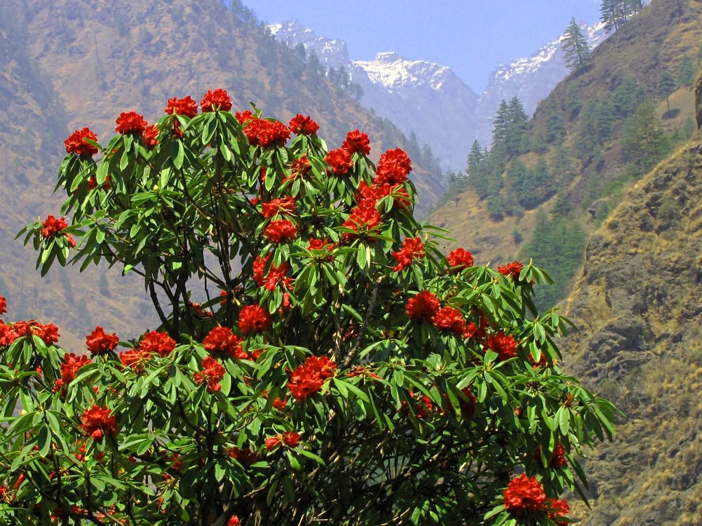 Rhododendrons in bloom on the Everest Base Camp trek
