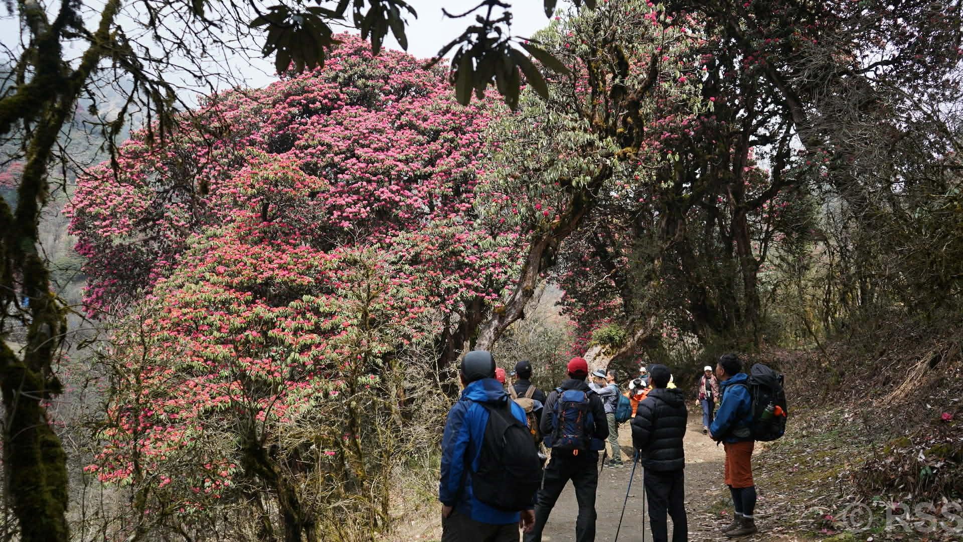 Rhododendrons in bloom along a trekking trail in Nepal in spring