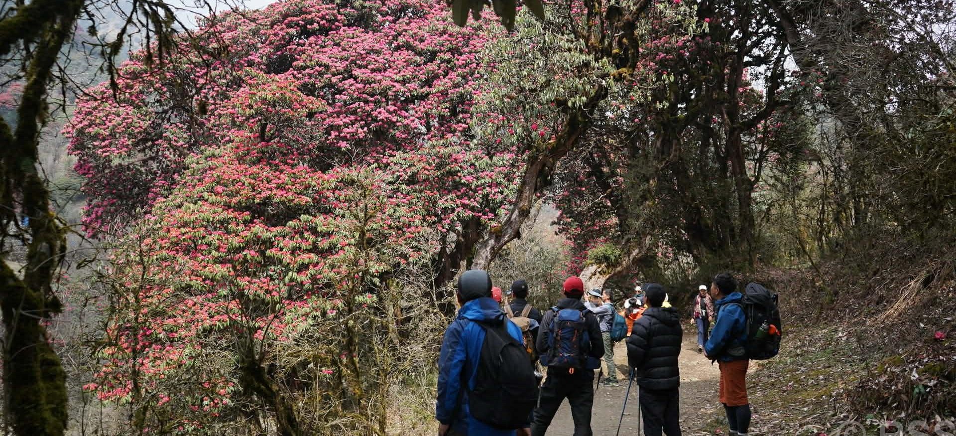 Rhododendrons-trek-nepal