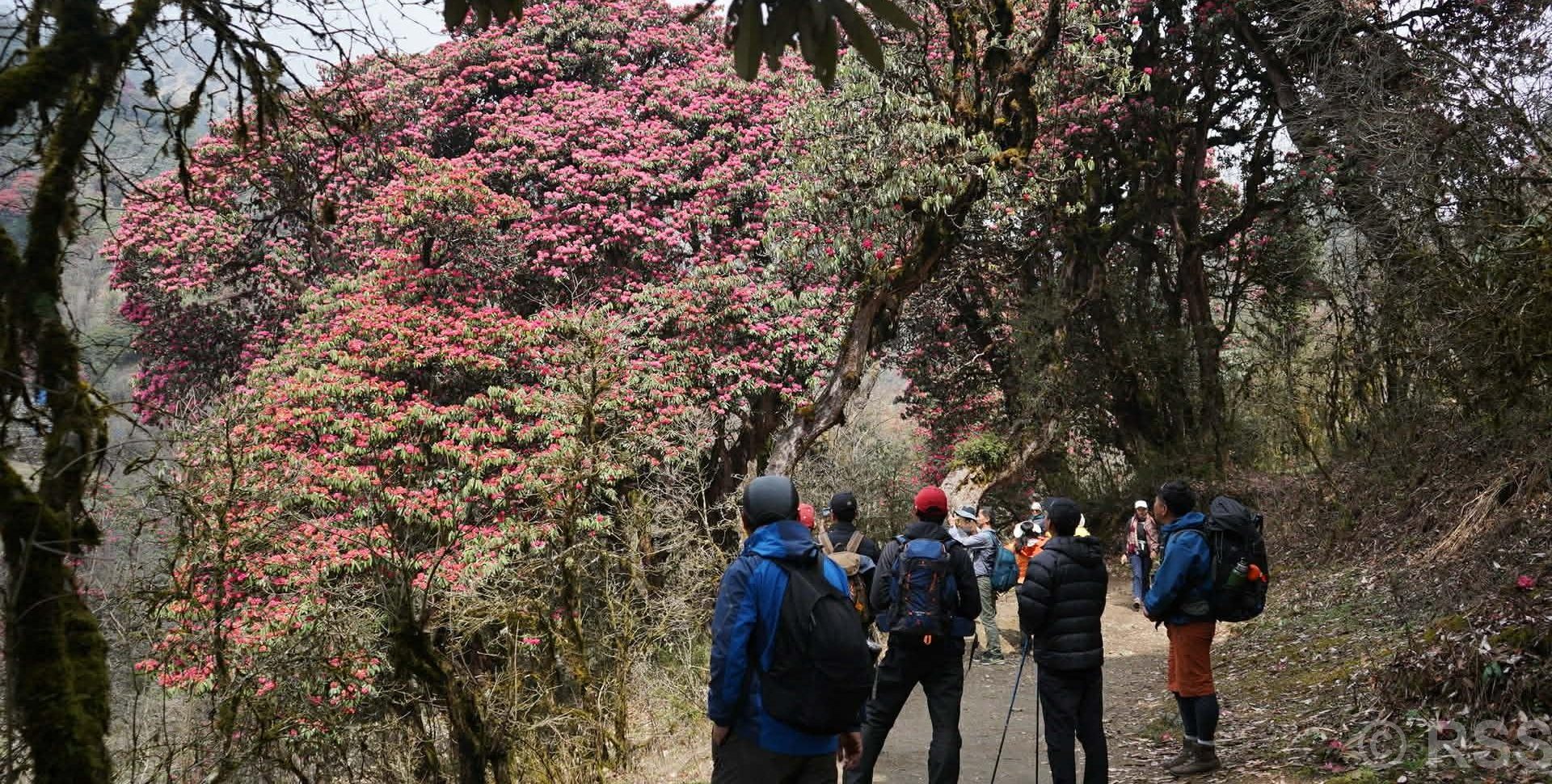 Rhododendrons-trek-nepal